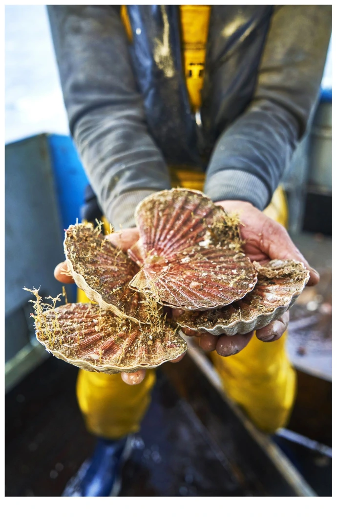 Photo de coquille Saint-Jacques