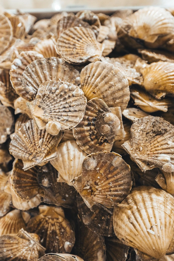 Coquille Saint-Jacques à Paris