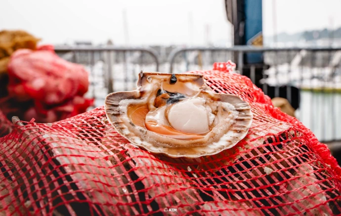 Coquille saint-Jacques